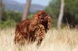 KING CHARLES SPANIEL 123